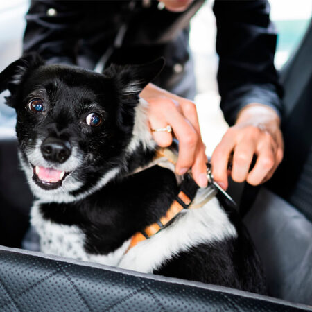 blog-semparar-como-passear-ou-viajar-de-carro-com-seu-animal-de-estimacao